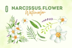 Spring Narcissus Flower Illustrations Product Image 1