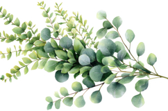 Eucalyptus Green Leaves Background Product Image 1