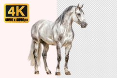 Horse Transparent PNG Product Image 1