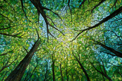 Tree Canopies Rendered in a Stained Glass Background Product Image 1