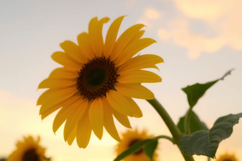 Common SunFlower Background Product Image 1