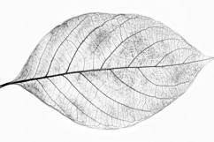 Grey Leaf with White Background Product Image 1