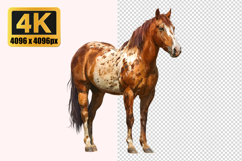 Appaloosa Horse Transparent PNG Product Image 1