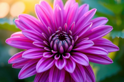 Purple Chrysanthemum Background Product Image 1