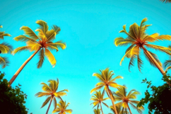 Palm Tree Background Product Image 1