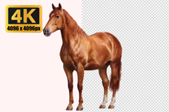 American Quarter Horse Transparent PNG Product Image 1