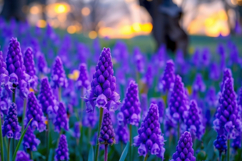 Purple Lavender Flower Background Product Image 1