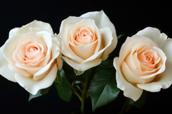 Garden Roses with Dark Background Wallpaper Product Image 1