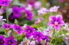 Purple Flower Background Product Image 1