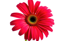 Red Daisy Flower Background Product Image 1