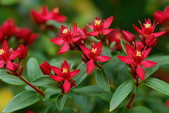 Peregrina Flowers Background Wallpaper Product Image 1