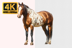 Spotted Horse Transparent PNG Product Image 1