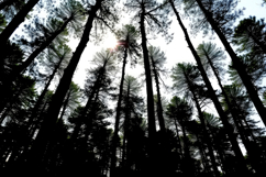 High Tree With Forest Background Product Image 1