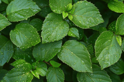Water Droplets Glistening Green Leaves Background Wallpaper Product Image 1