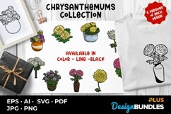 Chrysanthemums Collection Product Image 1