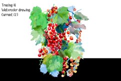 1 Graphic DRAWING/ Watercolor drawing of red berries Product Image 3