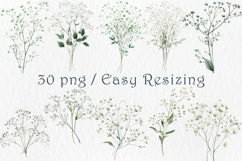 Watercolor Babys Breath Clipart, 30 png Product Image 4