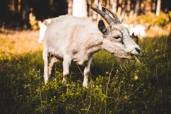 CINEMATIC Cocoa Film LUTS PACK for Videos / Moody / Travel Product Image 3