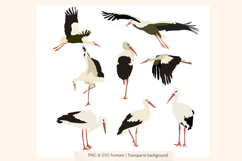 Elegant Stork Illustration Bundle | Nature Birds Vector Art Product Image 2