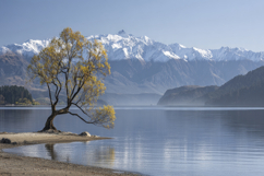 Tree with Snowy Mountain Background Wallpaper Product Image 1