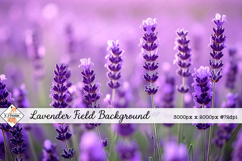 Lavender Field Background jpg | Flower Photos Product Image 1
