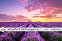 Lavender Field Background jpg | Flower Photos Product Image 1