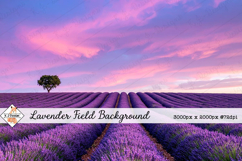 Lavender Field Background jpg | Flower Photos Product Image 1