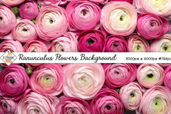 Ranunculus Background jpg | Flower Photos Product Image 1