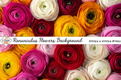 Ranunculus Background jpg | Flower Photos Product Image 1