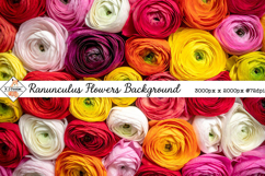 Ranunculus Background jpg | Flower Photos Product Image 1