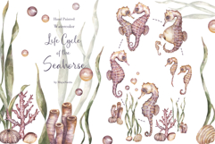 Watercolor Seahorse Life Cycle Set Bundle Product Image 1