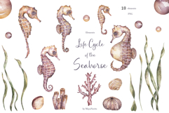 Watercolor Seahorse Life Cycle Set Bundle Product Image 4