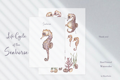 Watercolor Seahorse Life Cycle Set Bundle Product Image 5