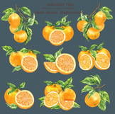 Watercolor Oranges Collection Product Image 5