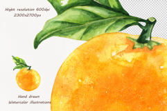 Watercolor Oranges Collection Product Image 6