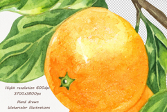 Watercolor Oranges Collection Product Image 7