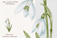 Watercolor Snowdrops Clipart Product Image 5