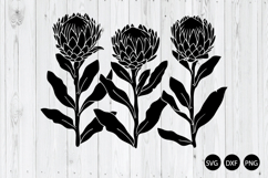 Protea Flowers SVG, Protea SVG, Flower SVG Product Image 1