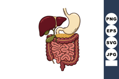 Human digestive system anatomy with liver stomach intestines Product Image 1