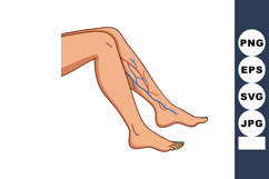 Human legs with visible veins and arteries anatomy medical i Product Image 1
