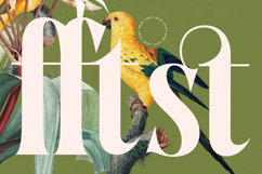 Qastife - Modern Serif Font Product Image 13