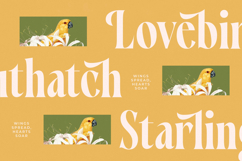 Qastife - Modern Serif Font Product Image 14