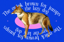 Qehanst - Modern Serif Font Product Image 17