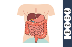Human digestive system anatomy with liver stomach and intest Product Image 1