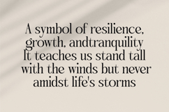 Qinfolk - Elegant Serif Font Product Image 13