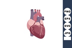 Human heart anatomical vector showing detailed cardiovascula Product Image 1