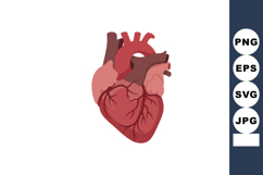 Human heart anatomy vector illustration showing detailed car Product Image 1
