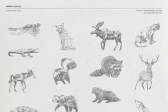 Sketches of animals of North America Product Image 3