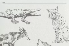 Sketches of animals of North America Product Image 5