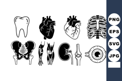Human Anatomy Vector Illustration Black White Product Image 1